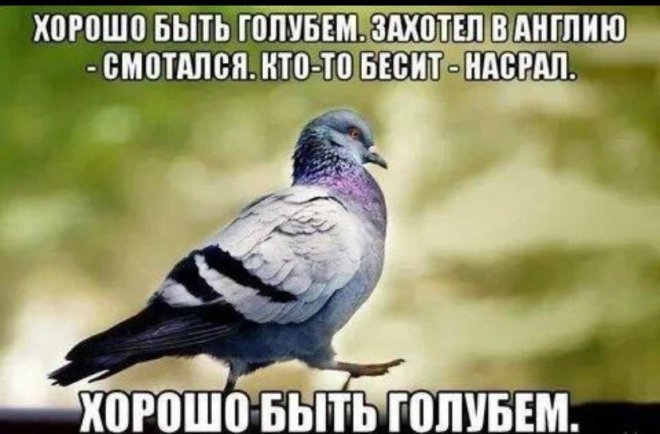 Прикольные картинки с надписями и iPhone 17 Прикольные картинки с надписями и iPhone 17