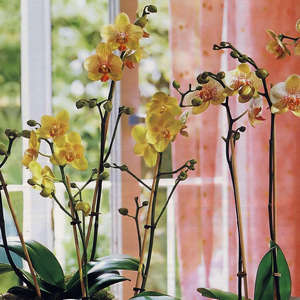 Орхидея на подоконнике