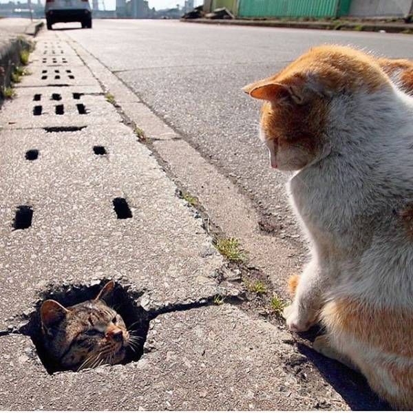 Подборка картинок. Вечерний выпуск (60 фото)