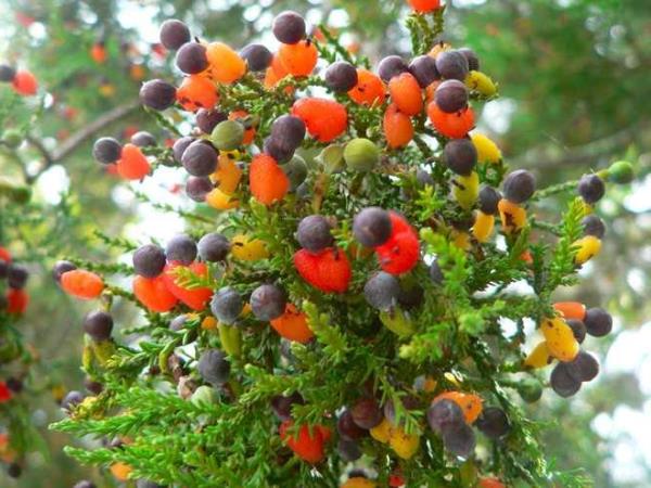 Трёхэтажные деревья - удивительные изобретения!