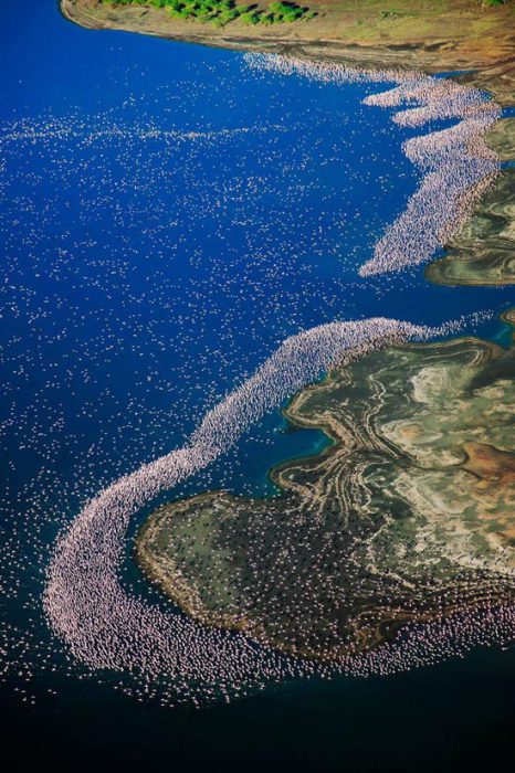 Смертельная красота озера Натрон: зловещее место, где животные превращаются в истуканы, а фламинго благоприятно размножаются