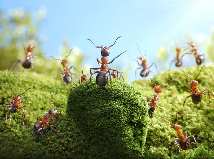 Для чего нужны умные? муравьёв, Резникова, которые, время, можно, муравьи, Жанна, особи, «человек, разведчики, людей, эксперимент, учёные, больше, чтобы, разведчиков, лаборатории, Резниковой, После, интеллектуалов
