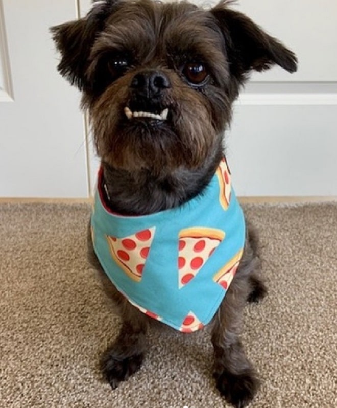 Собака сидит