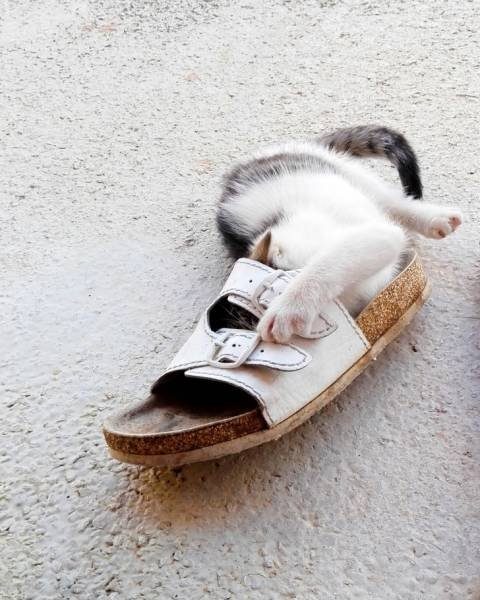 Кошачья логика Кошачья логика