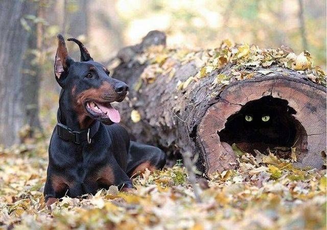 Прикольные картинки и фотки