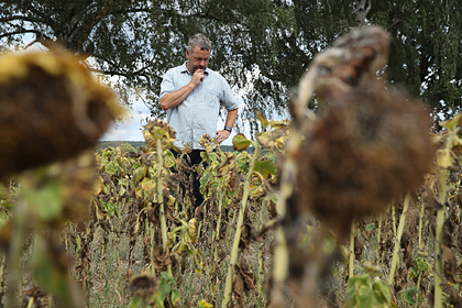 Засуха в Европе обернулась выгодой для России