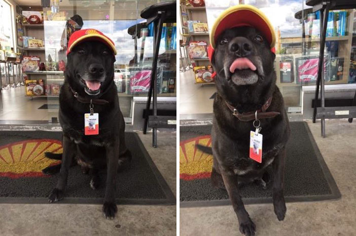 abandoned-dog-gas-station-employee-negao-brazil-4