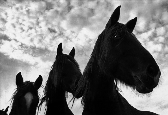 Фотографу удалось привлечь внимание лошадей и сделать удачный кадр.