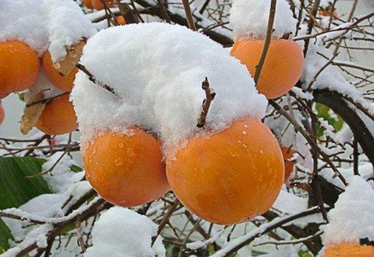 Хурма зимой. Снежная хурма Япония. Хурма дерево. Хурма в снегу. Зимние фрукты.