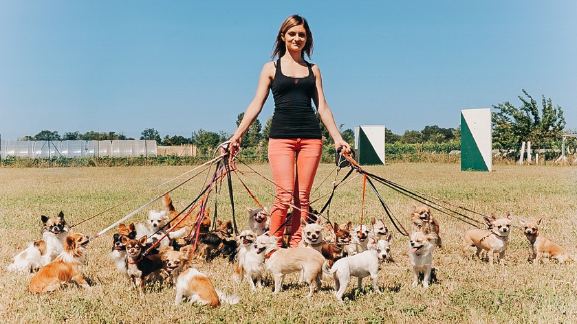 Не только йорки: 5 мелких пород собак для легкого содержания в квартире 
