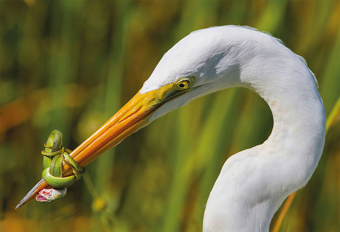 The Battle By Jose Garcia, US. Bird Behaviour Category