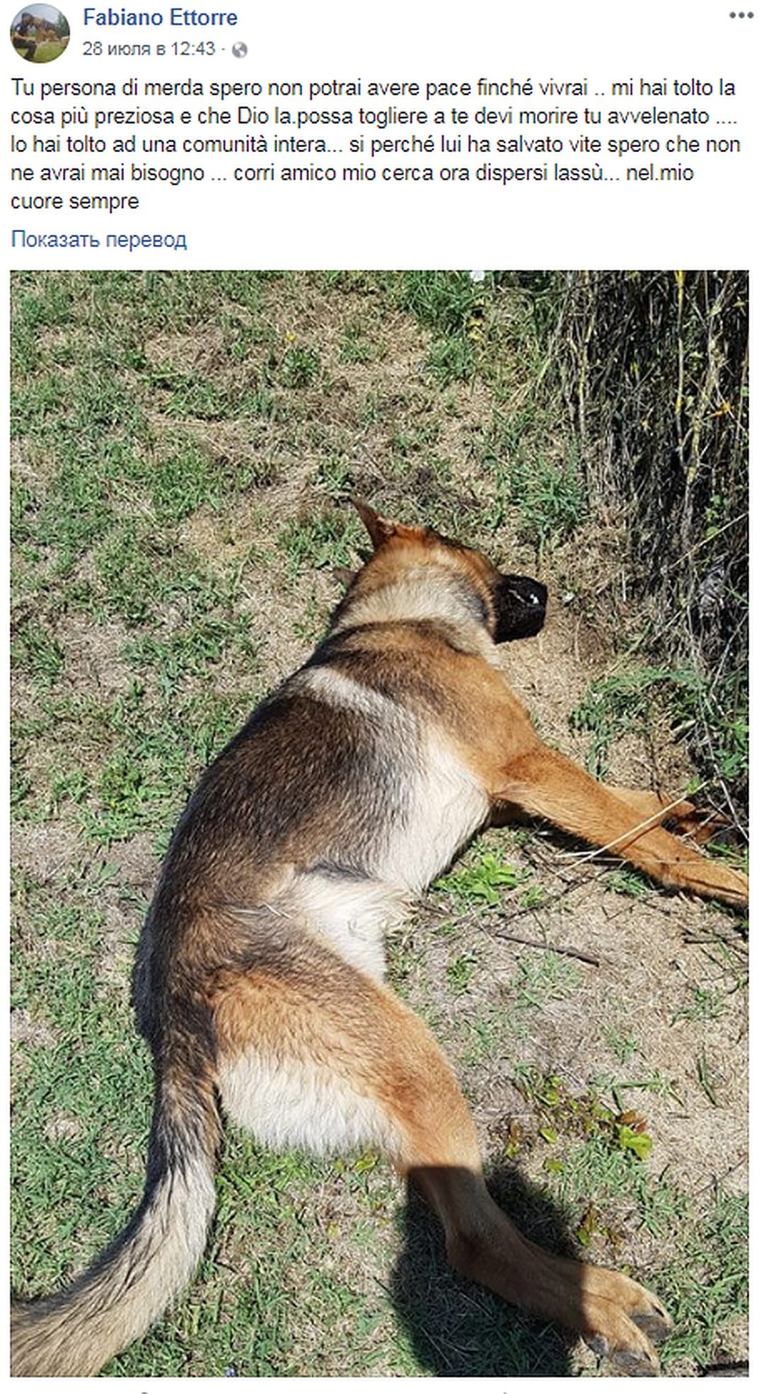 Вся Италия оплакивает пса-героя, которого отравили и требует наказать отравителя, как за убийство человека истории из жизни