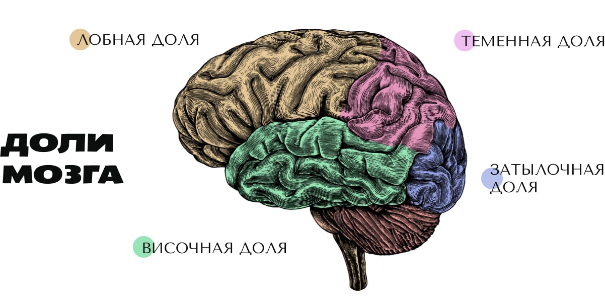 Доли мозги. Лобные и теменные доли мозга. Лобная доля головного мозга. Левая лобная доля мозга. Теменной и височной долями мозга.