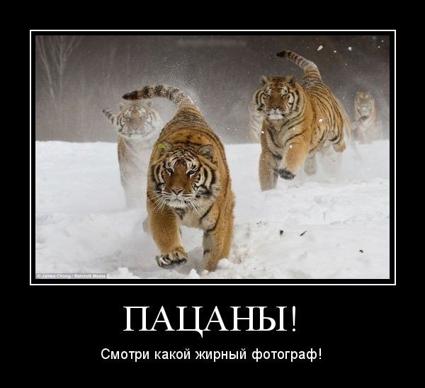 Демотиваторов прикольных сборник: «Заведи невесту, говорили они…» 