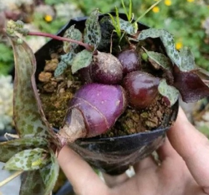 15+ растений, при виде которых у пользователей возникает только один вопрос: «Что ты такое?» Reddit«Что, RedditЭто, штука, растение, за растение, Reddit, Может, немного, штуки, растет, похожа, нужно, RedditЭта, чтобы, очень, красивые, может, Reddit«Моя, 15 лет, в саду