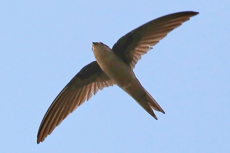 Гималайская салангана  (лат. Aerodramus brevirostris) 