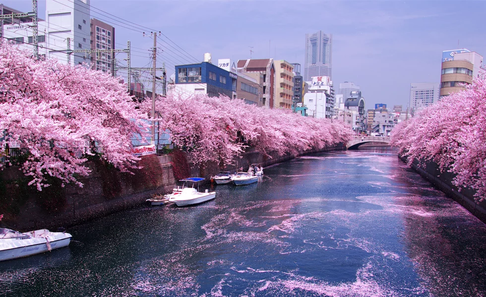 Цветение сакуры. Фото взято из открытых источников