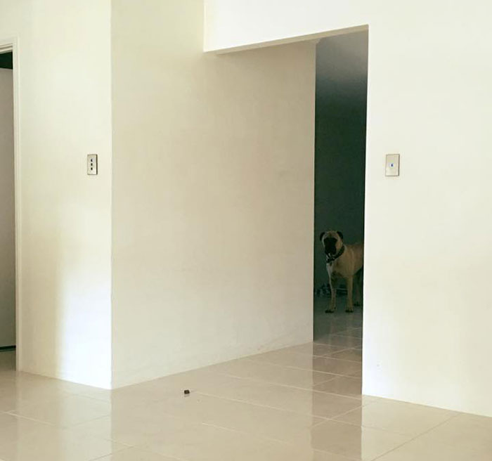 собака всегда подстерегает хозяина