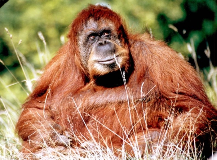 Животные знакомы с юмором так же хорошо,  как и люди