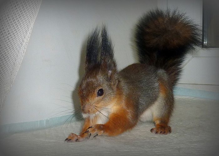 Животные, белка, позитив