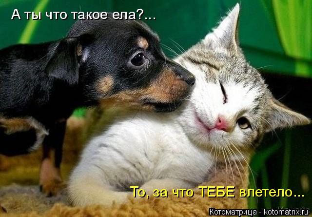 Котоматрица: А ты что такое ела?... То, за что ТЕБЕ влетело...