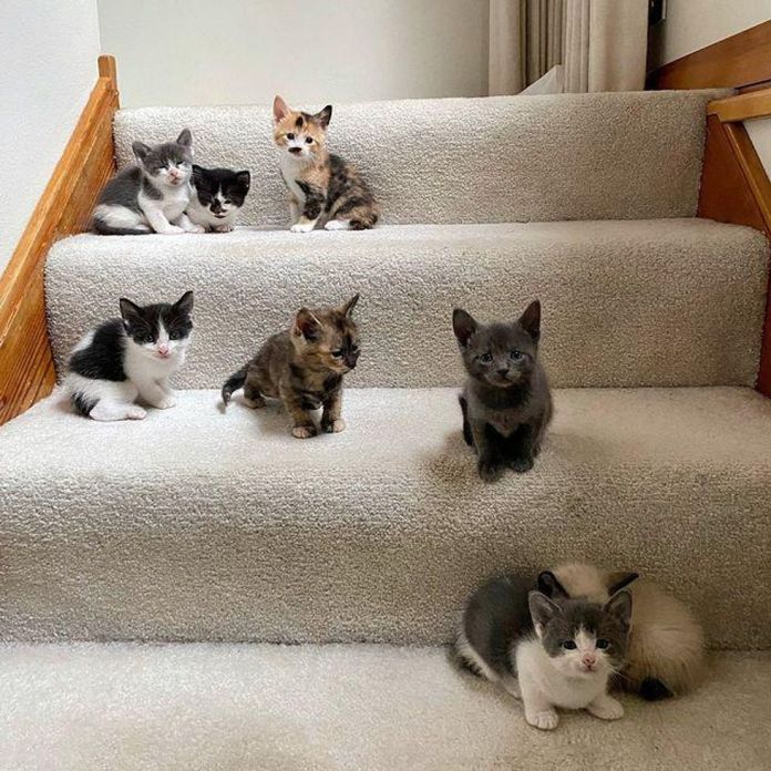 Без кота и жизнь не та