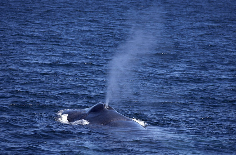 Отвратительные профессии интересное,мир,профессии