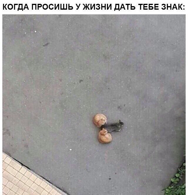 Немного аморальных мемов Немного аморальных мемов