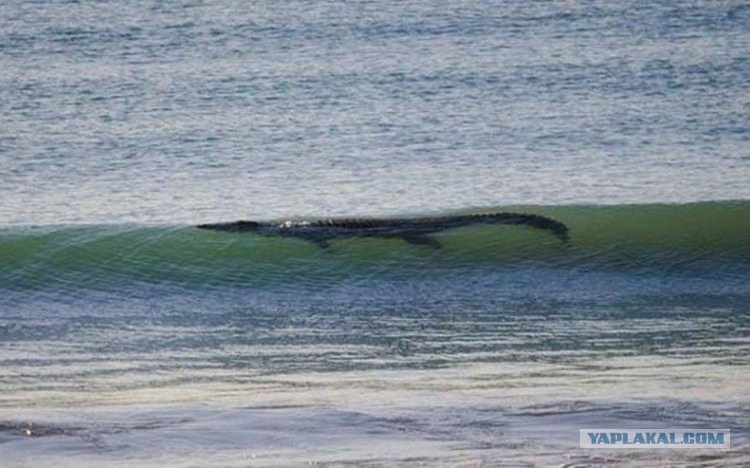 В Австралию ни ногой! В Австралию ни ногой! поездка,страны,туризм,турист