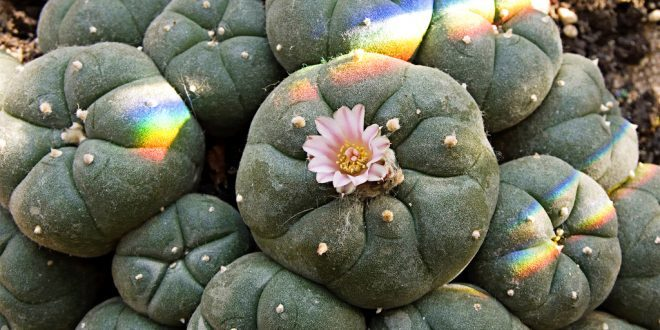 Пейот: Кактус, который преображает реальность