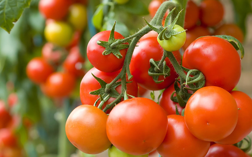 10 ошибок при выращивании томатов огород