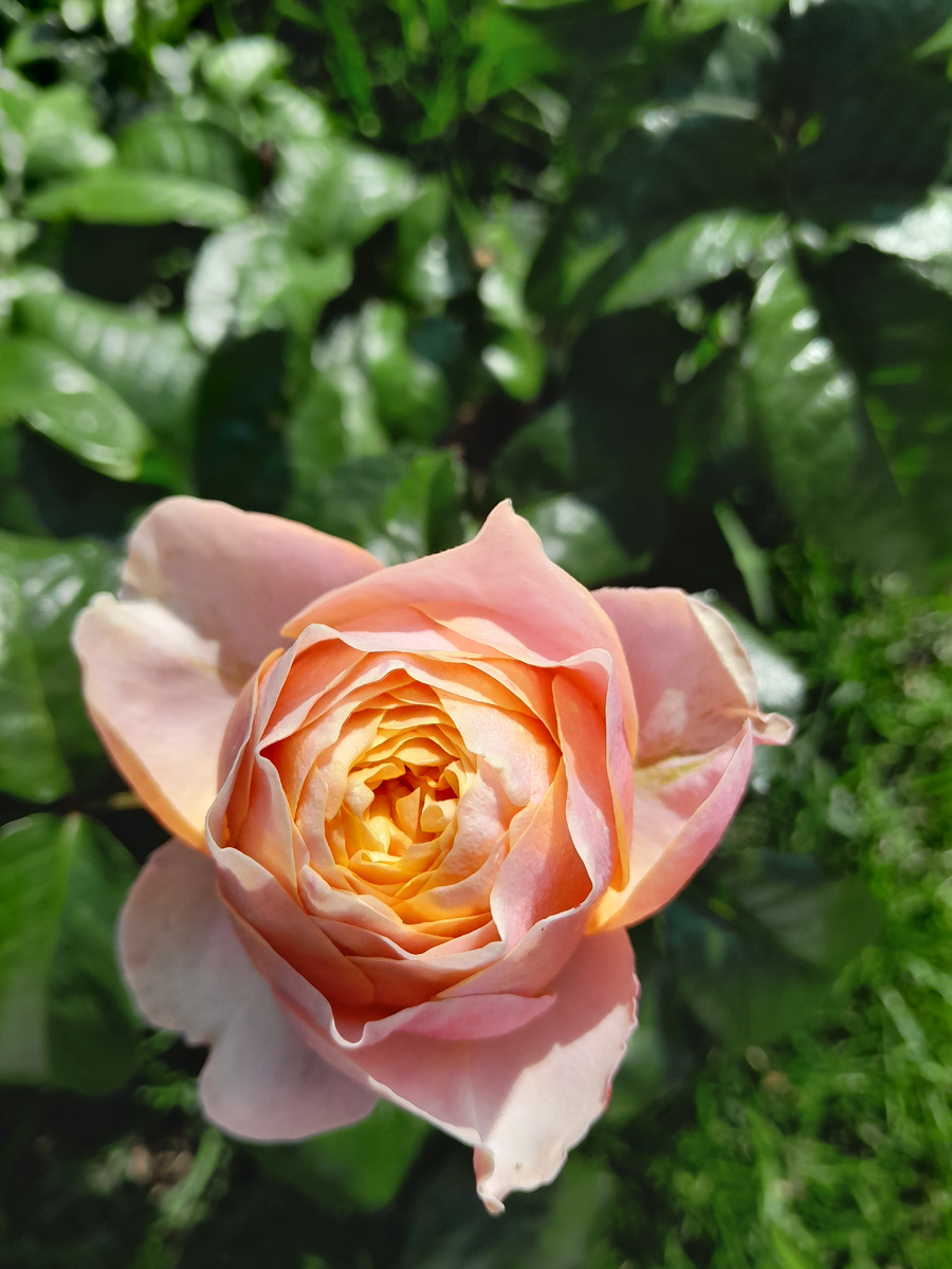 Какую розу выбрать для сада? Пионовидная Вувузела садоводство,цветоводство