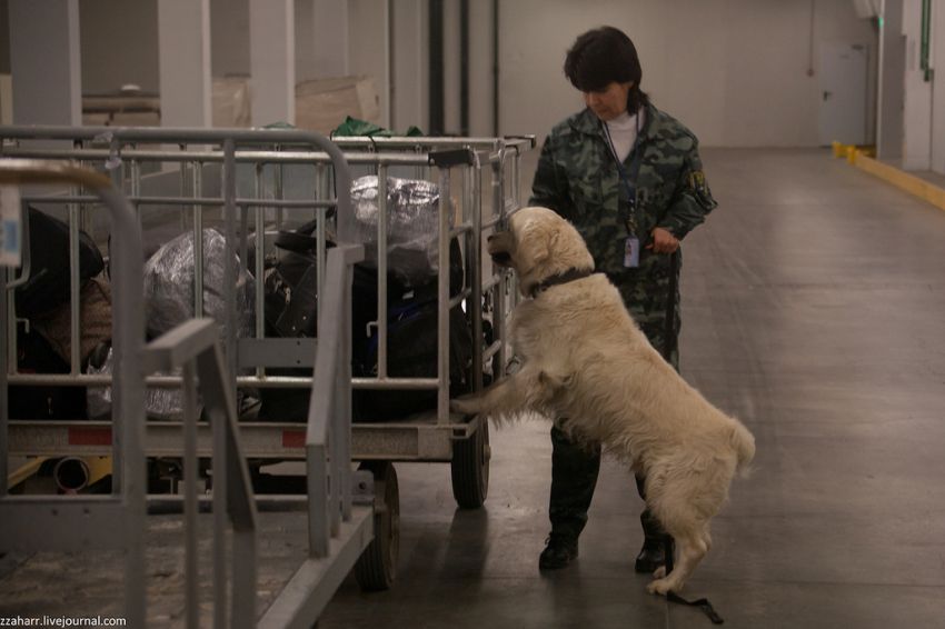 аэропорт, Кинолог, собака, Екатеринбург
