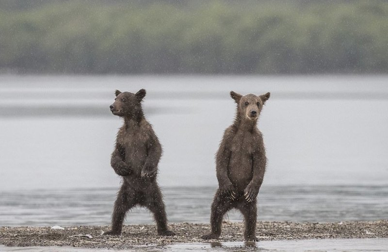 "Братья" (фото: Марко Урсо, Италия) Wildlife Photographer of the Year, животные, конкурс, мир, победитель, финалист, фотография