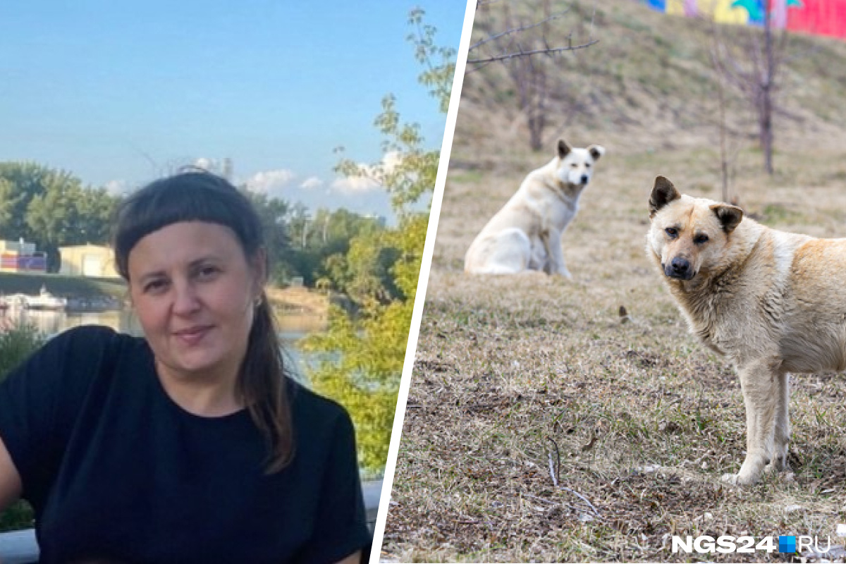 В Красноярском крае фонд помощи животным фиктивно отлавливал собак