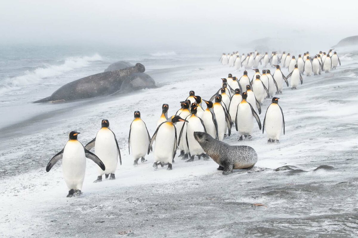 "Защита пингвинов", Бен Крэнке