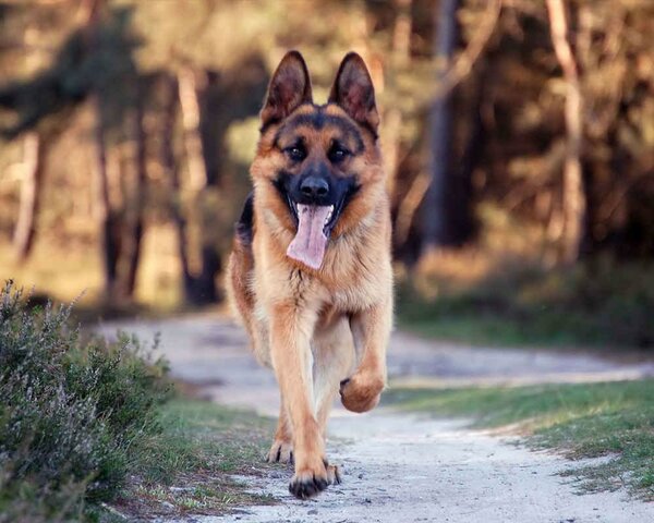 Как спасенный доберман стал мне Другом Как спасенный доберман стал мне Другом не всё так грустно
