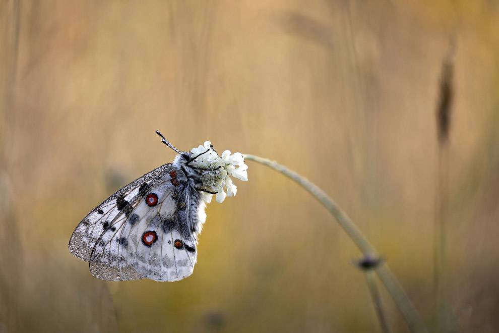 Sony World Photography Awards 2020