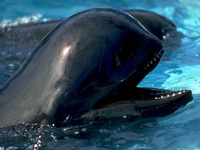 Гринды – это вид дельфинов. Описание вида, фото