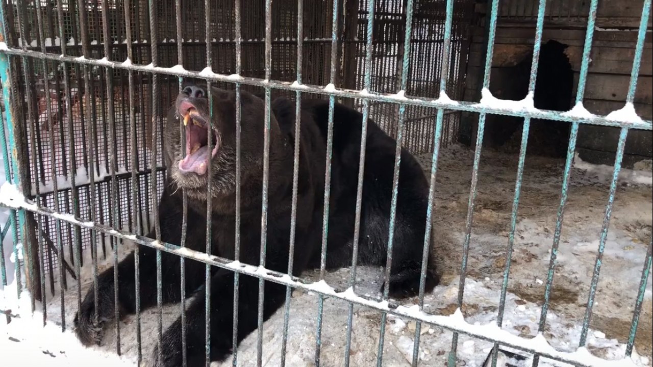 Айдашки Ачинск Стоимость Снять