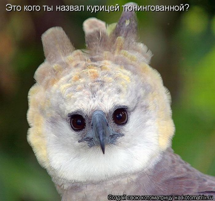 Мысли вслух :)