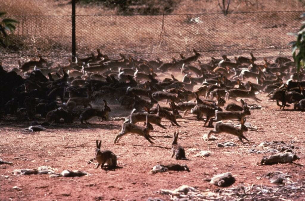 Война с кроликами в Австралии кроликов, начали, кролики, через, популяции, Австралии, дикую, Кролики, огромный, когда, популяция, забор, целом, нужных, смогли, кроличий, колючей, проволокиНастоящий, кроликам, продолжаться