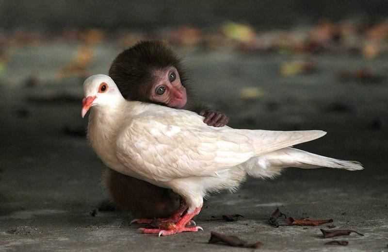 Фотография: Самые трогательные примеры дружбы среди животных №8 - BigPicture.ru