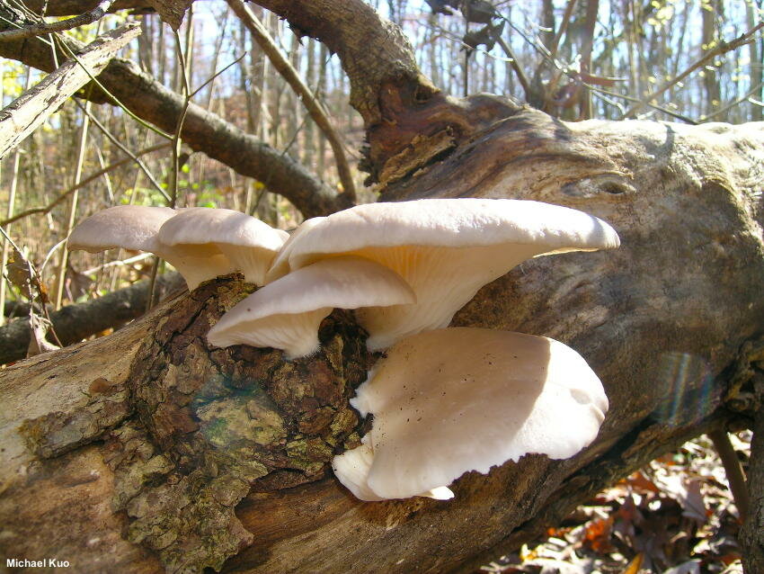 Фото: mushroomexpert.com