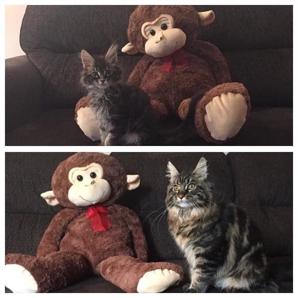 Когда я был котёнком: коты воссоздают свои детские фото до и после, животные, коты, кошки, мило, питомцы, сравнение, фото
