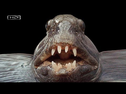Угревидная зубатка: Дементор от мира рыб. Ужасный на вид, но добродушный северный «монстр»