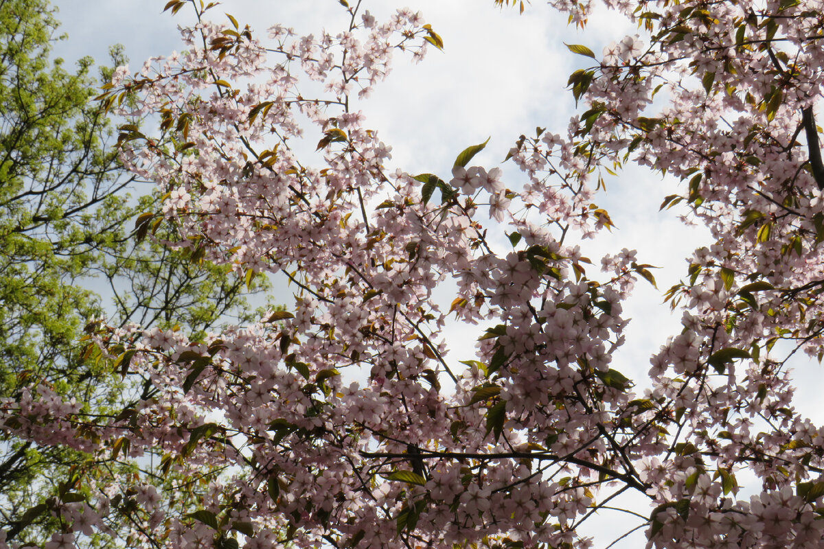 Sakura москва. Цветение Сакуры в Москве Ботанический сад. Цветение Сакуры в Москве Ботанический сад 2022. Сакура зацвела в Москве. Коломенское цветение Сакуры.