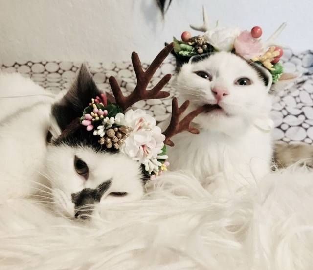 Прикольные картинки и фотки