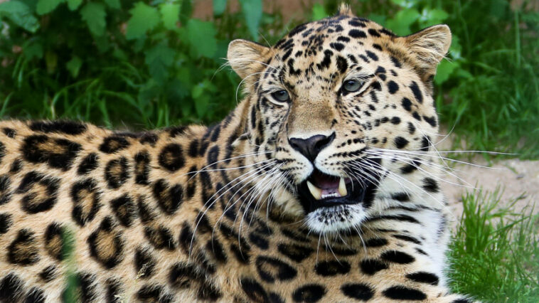 Дальневосточные леопарды впервые переехали на новую территорию в Приморье