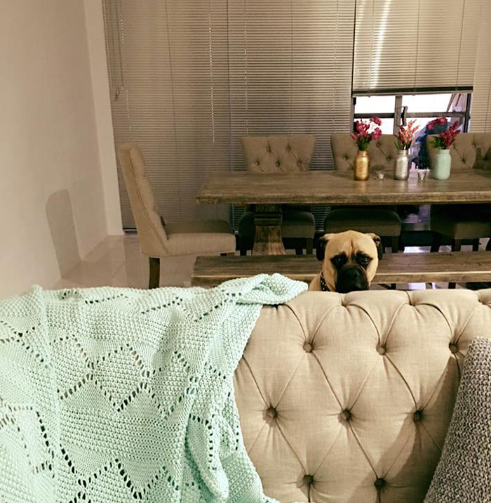 собака всегда подстерегает хозяина 